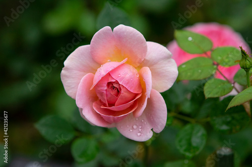 pink rose