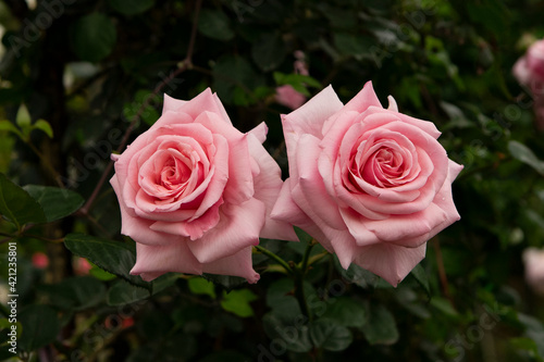 pink rose in garden