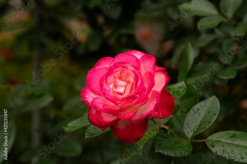 pink rose in garden