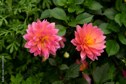 pink flower