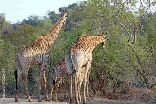 Four giraffes feeding  South Africa 