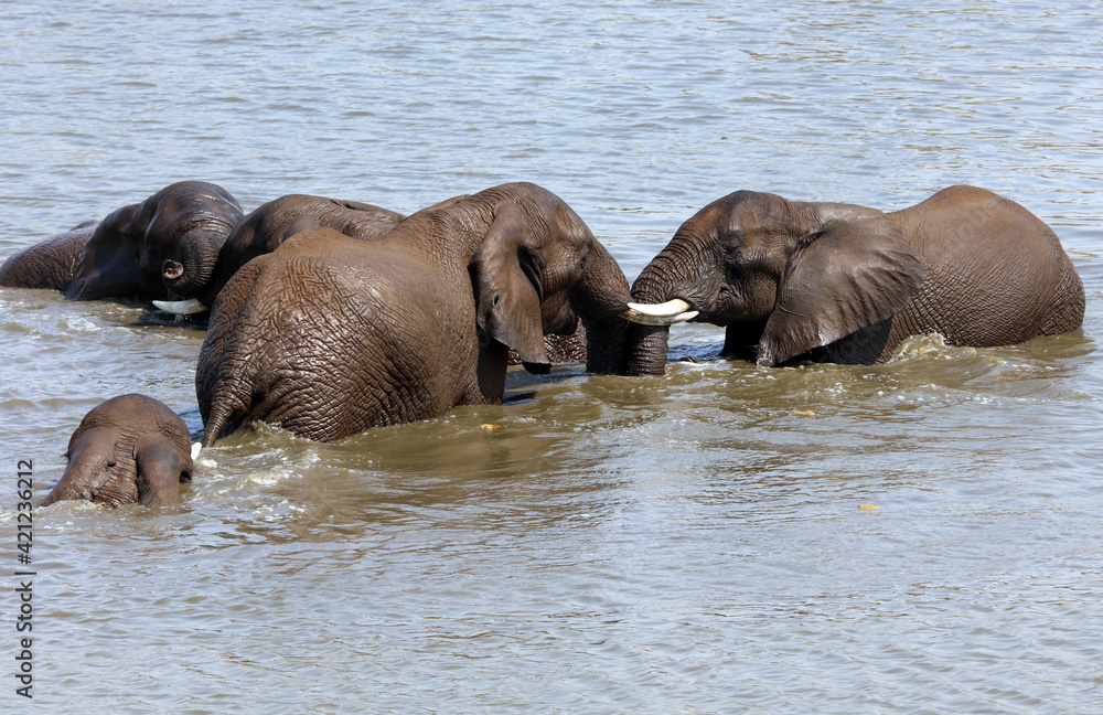 Group of male elephants cooling off in a water hole, South Africa
Group of male elephants cooling off in a water hole, South Africa