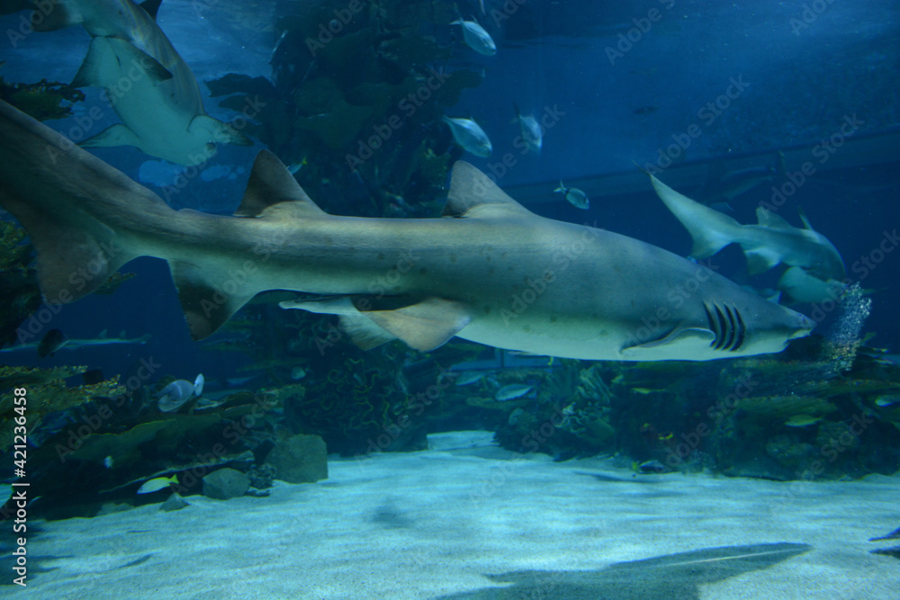 Fototapeta premium Shark silhouetted against blue water and sunlight Aquarium, Budapest