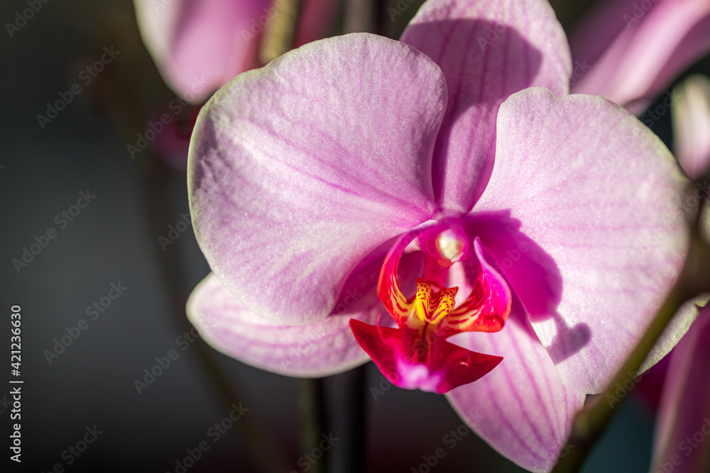 Obraz premium Bright pink yellow orchid flower, houseplant in warm light on a blurred bokeh background. Macro. Close-up