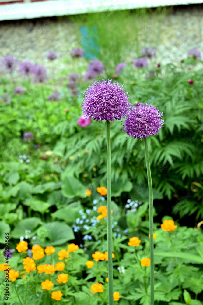 Obraz premium flowers
