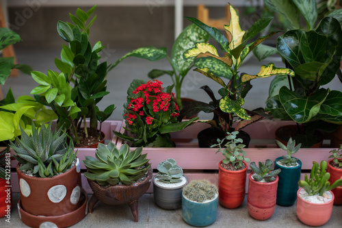Home gardening concept. Collection of houseplants and ornamental plants in pots. Plant care. Modern composition of home garden. Mini garden of succulents and Cactus in pots at home. Ficus, zamioculcas