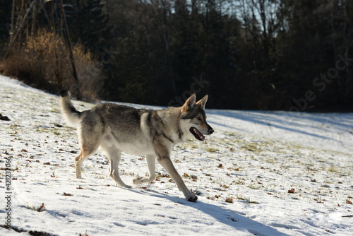 Tschechischer Wolfshund im winterlichen Wald photo