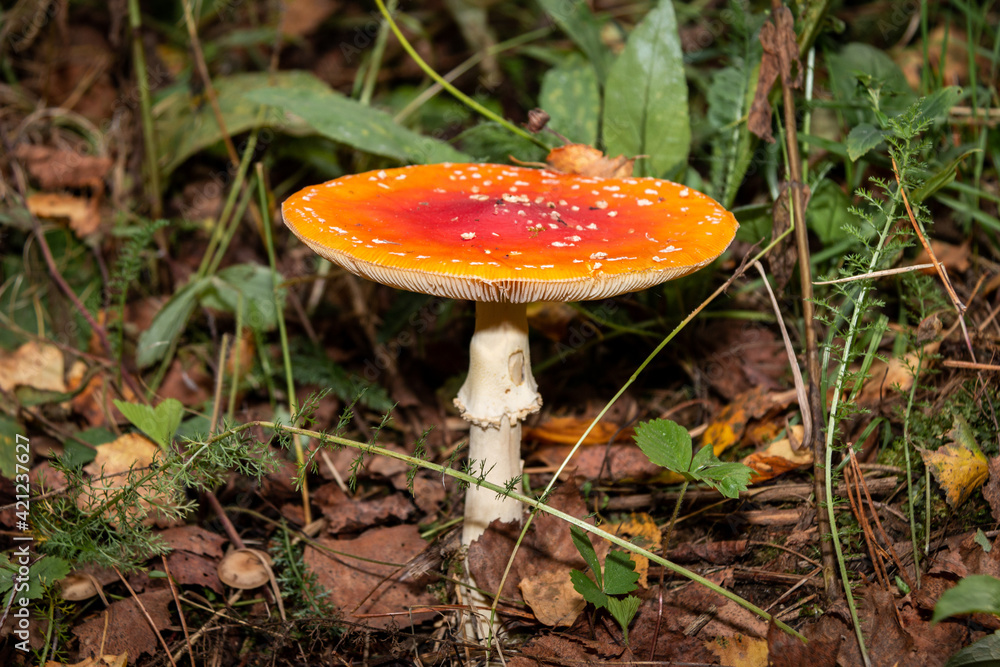 Amanita muscaria in the leaves of the autumn forest. Beautiful red fairy fly agaric. Poisonous mushroom in the forest. Amanita muscaria. Amanita muscaria in the leaves of the autumn forest. Beautiful red fairy fly agaric. Poisonous mushroom in the forest. Amanita muscaria.