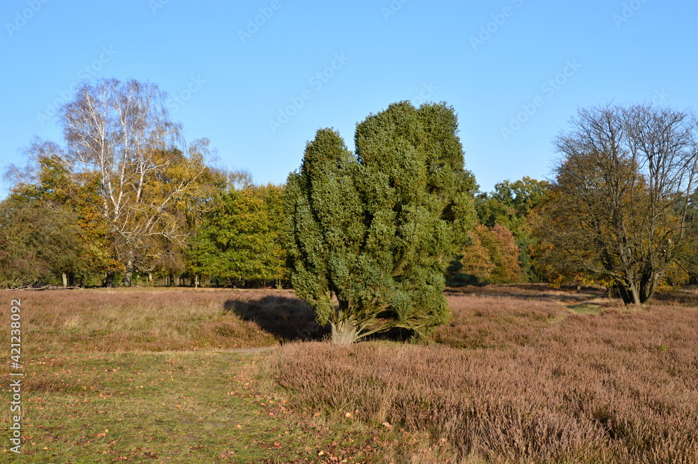 Herbst in der Tietlinger Heide, Niedersachsen Herbst in der Tietlinger Heide, Niedersachsen