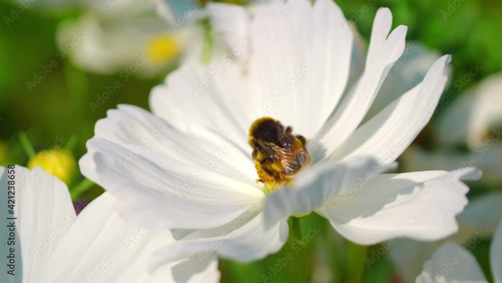 Bumblebee collects nectar from a flower in 4k slow motion 60fps
Bumblebee collects nectar from a flower in 4k slow motion 60fps