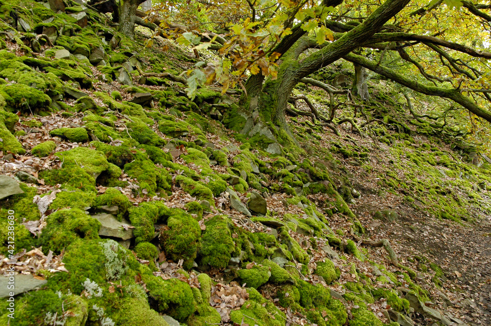 Gelaende am Knorreichensteig, Bestand des Urwaldsteiges am Eder Gelaende am Knorreichensteig, Bestand des Urwaldsteiges am Eder
