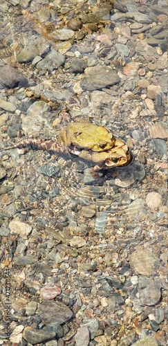 Casal de Sapos acasalando no Rio Etá, Bairro Guapiruvu, Sete Barras/SP photo