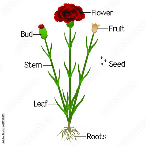 Parts of carnation plant isolated on a white.