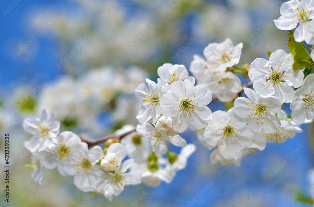 Blooming branch of cherry tree