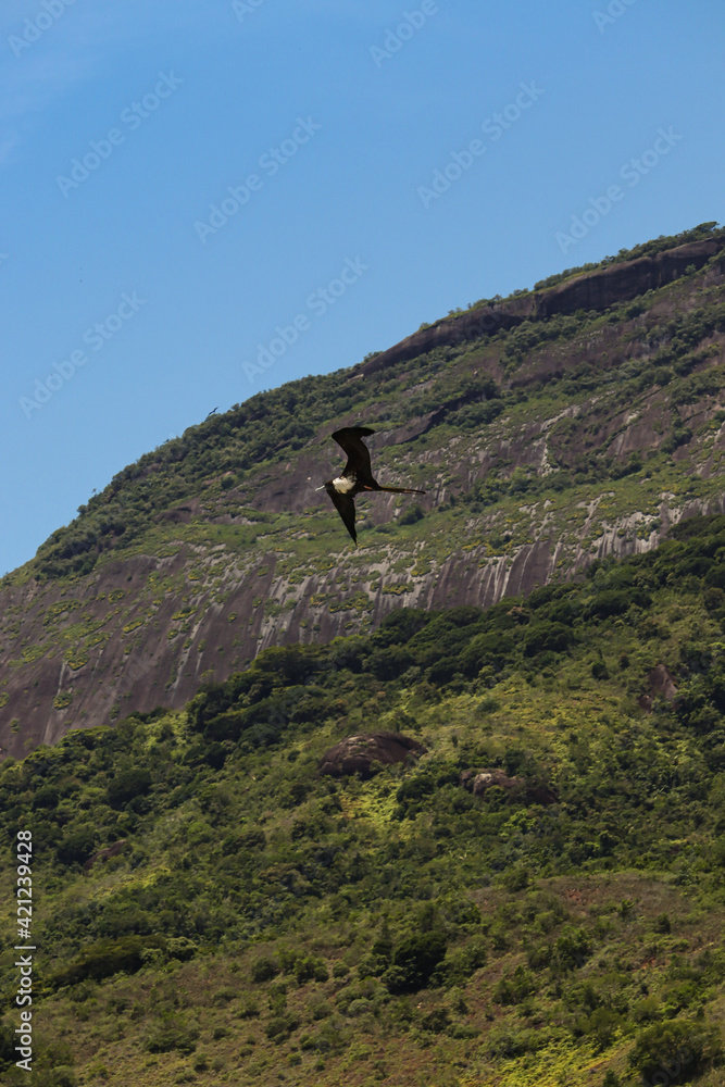 Bird Landscape in Rio de Janeiro