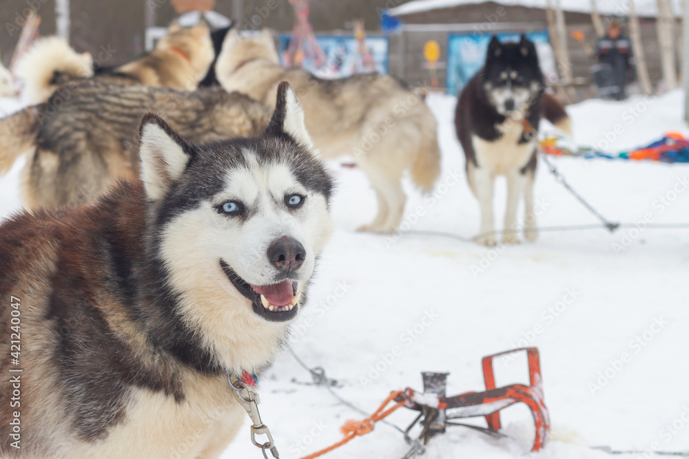 Husky dogs are tied up in winter waiting for a ride in a sledge Husky dogs are tied up in winter waiting for a ride in a sledge