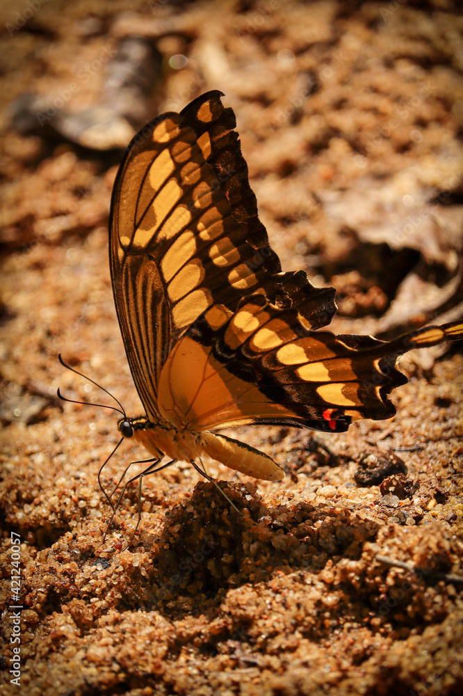 Fototapeta premium Yellow Butterfly Sharped - Rio de Janeiro
