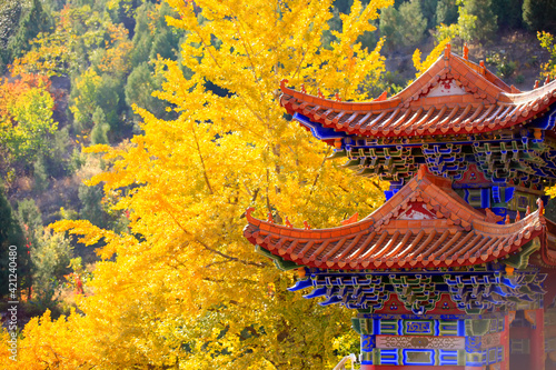 Ancient Chinese architecture and ginkgo trees in autumn