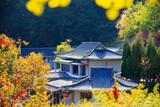 Ancient Chinese architecture and ginkgo trees in autumn
