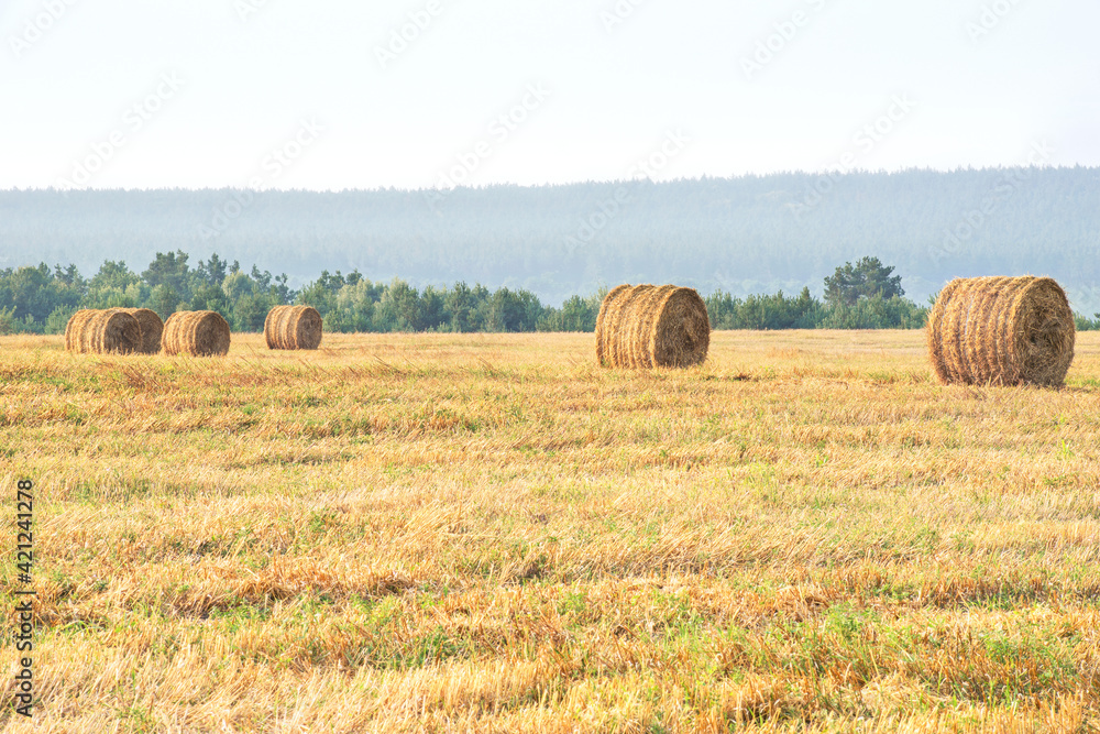 Straw stacks - stacked bales of hay left over from harvesting crops, field of an agricultural farm with harvested crops.