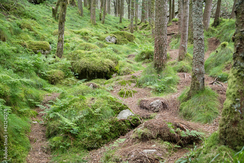 Tree roots in the forest. Mysterious forest, weird trees, roots and mossy rocks. Ecology, nature concept