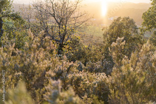 Ain Draham forest - Tunisia  photo