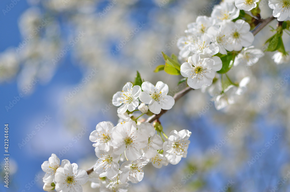 Blooming branch of cherry Blooming branch of cherry