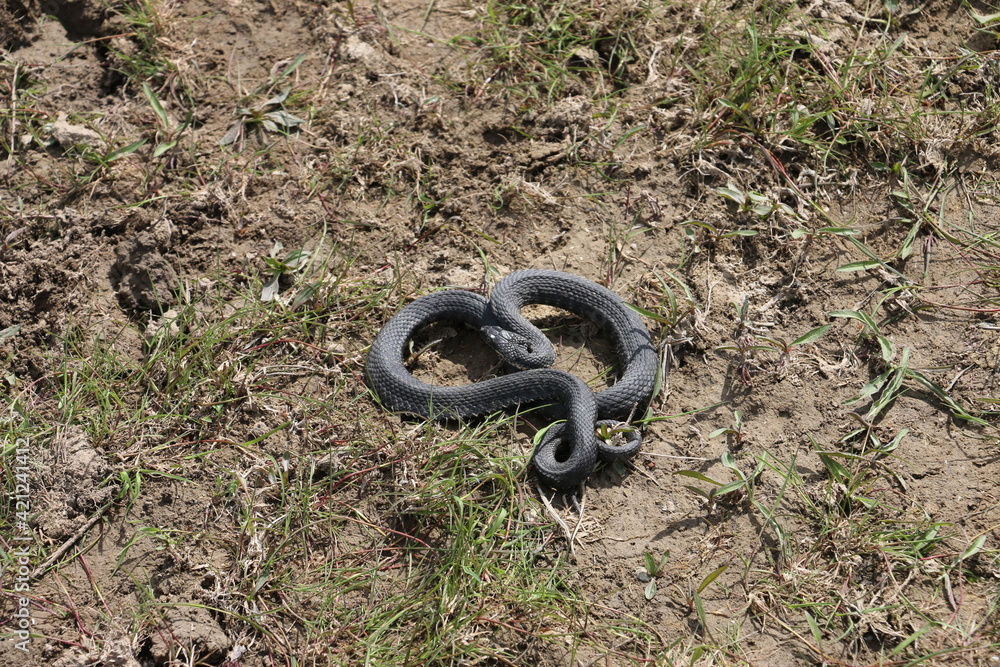 Obraz premium snake in the grass