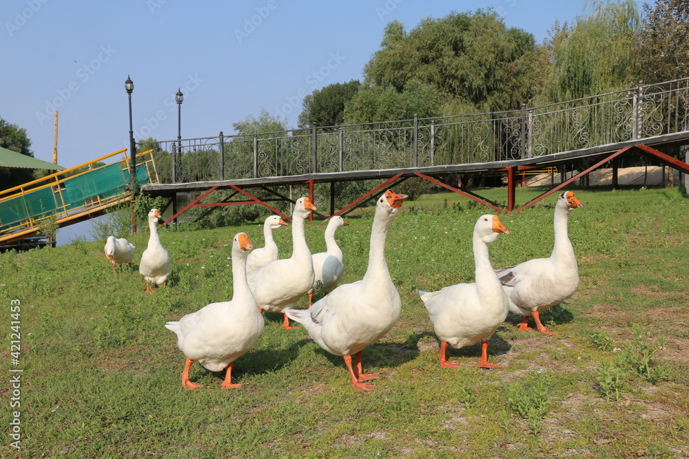 Obraz premium geese