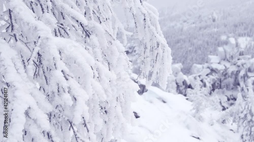 Wallpaper Mural Long branches are covered with frost. Snow on hillside. Snowflakes fall on winter forest. In distance are rocks and mountain covered with fir trees Torontodigital.ca