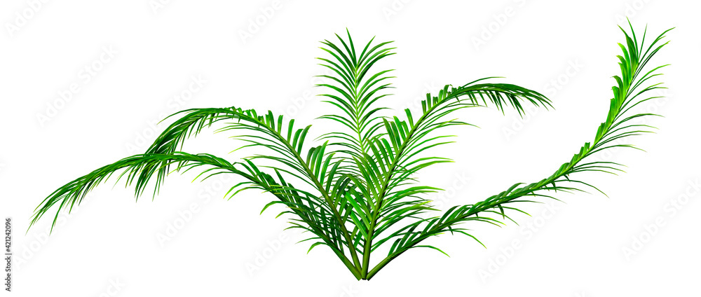 3D Rendering Fern Plant on White