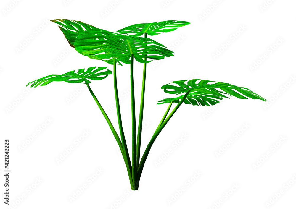 Fototapeta premium 3D Rendering Monstera Plant on White