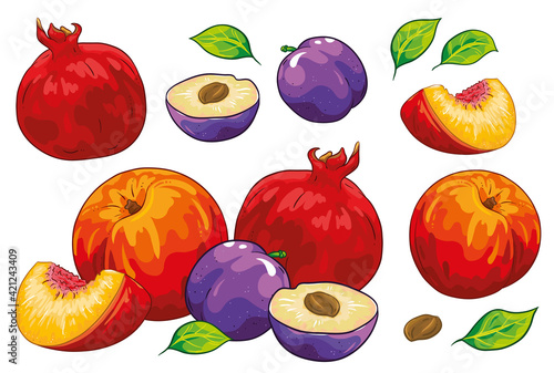 Group of fruit cut plums peach and pomegranate with leaves. Isolated on white background. Fruit summer illustration, hand draw cartoon vector. Colorful fruits.