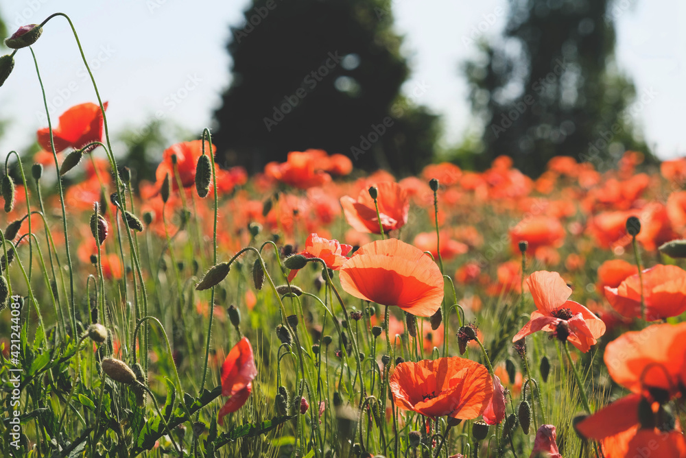 Obraz premium Sunny rustic landscape with wild red poppy flowers in bloom. Natural summer background.