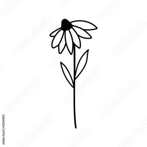 Hand drawn vector illustration of blooming meadow daisy wildflower. Logo design element for summer spring Easter concept