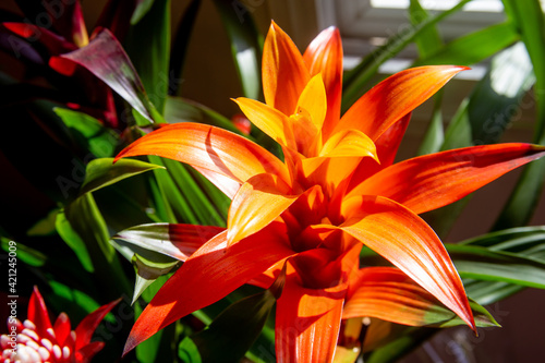 Canvas Print orange and burgundy flowers Bromelia with greenery, plants in home
