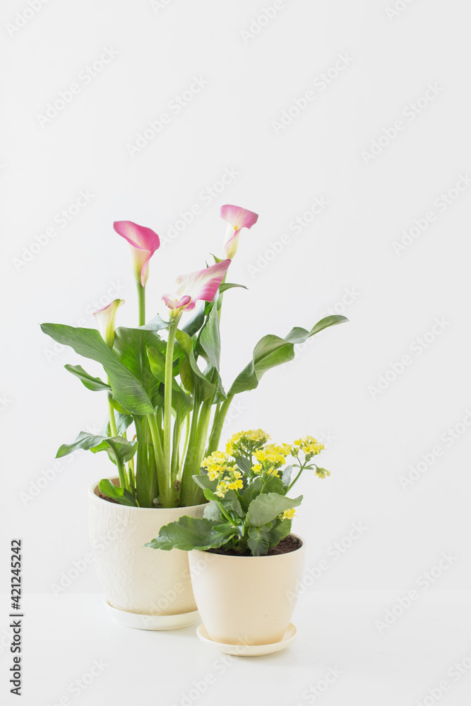 pink calla lily and yellow kalanchoe   in flower pot on white background