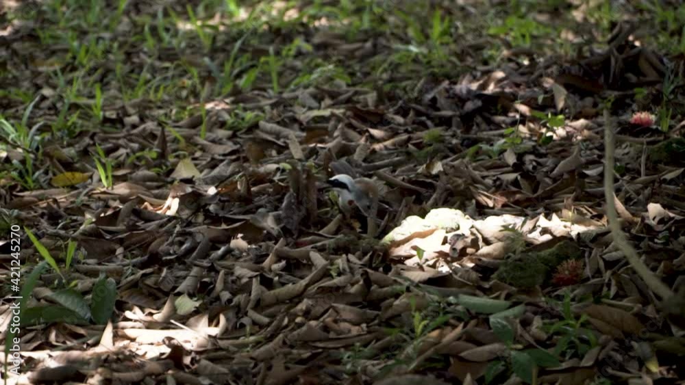 Slow-motion Of White-crested Laughingthrush Foraging On The Ground - close up, static Slow-motion Of White-crested Laughingthrush Foraging On The Ground - close up, static