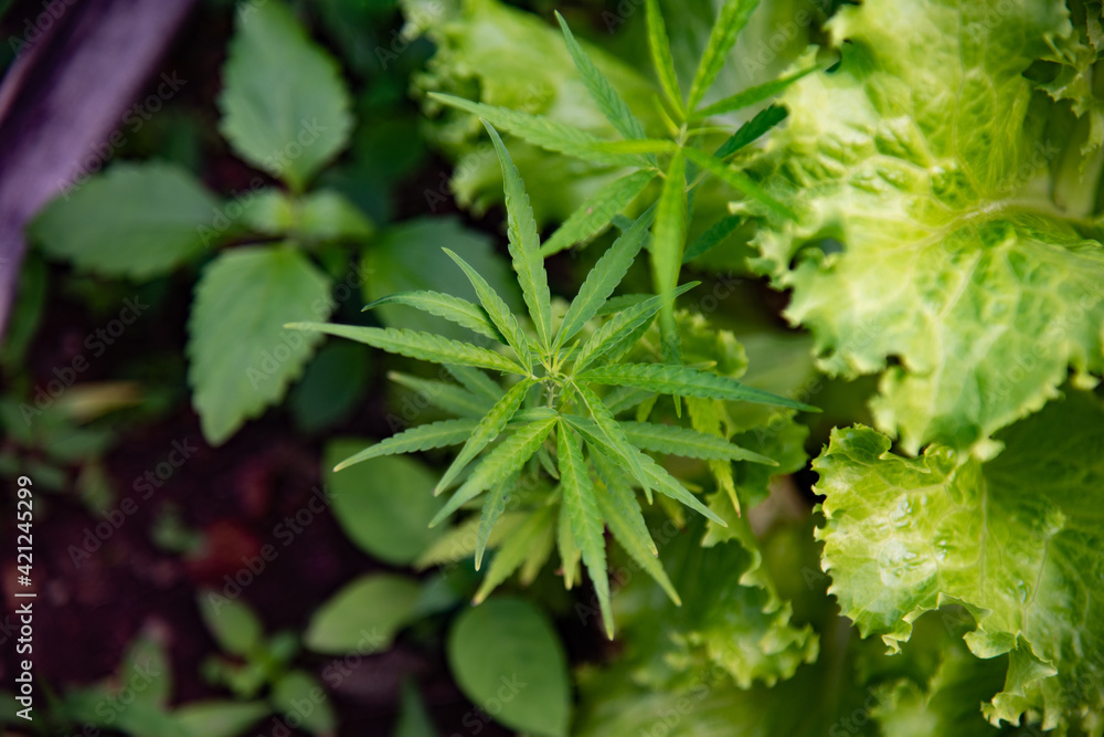 Green Marijuana plants in herbs concept. Green Marijuana plants in herbs concept.