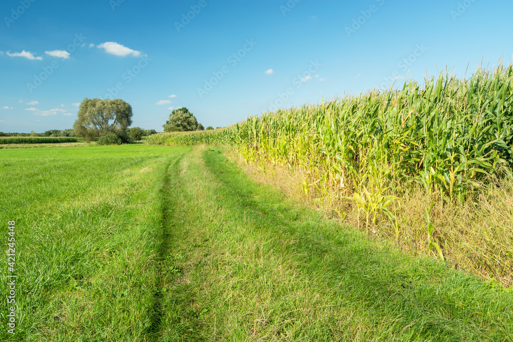 Obraz premium A grassy path by a corn field, trees and a blue sky