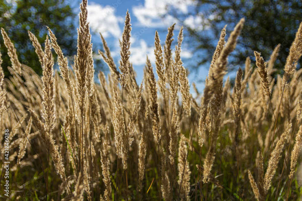 tall grass tall grass