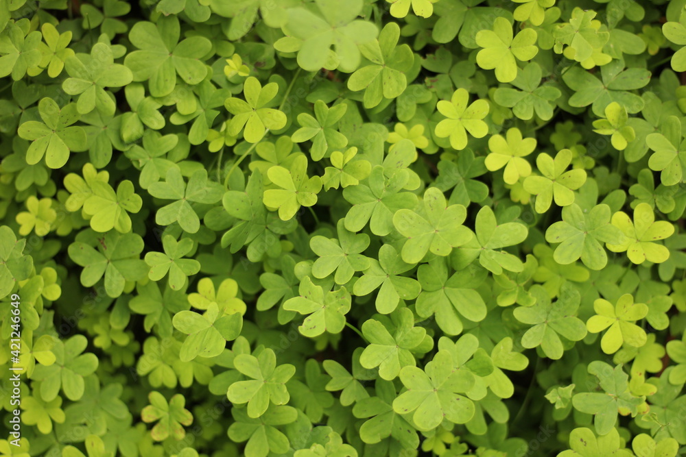 Obraz premium Green clover leaves background