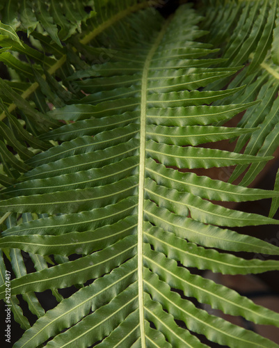 Leaves background. Closeup view of Blechnum gibbum, also known as miniature tree fern, beautiful green frond and leaflets texture and pattern. photo