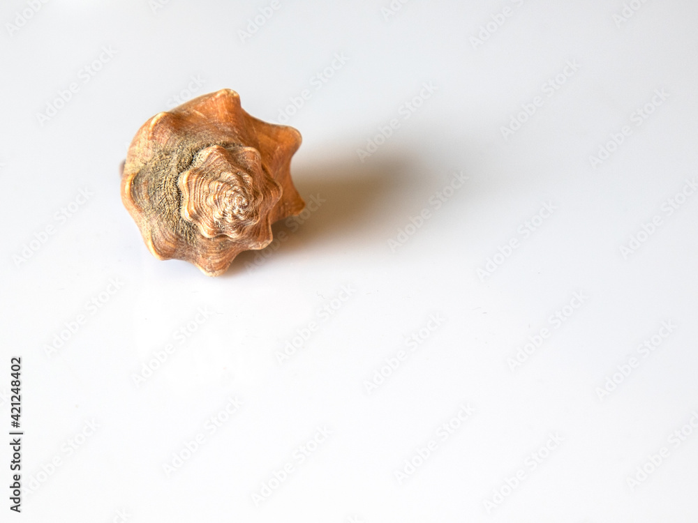 Isolated, closeup, brown seashell on a white background.