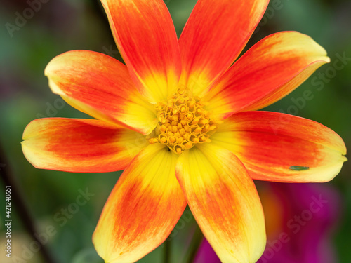 closeup of orange and yellow dahlia flower