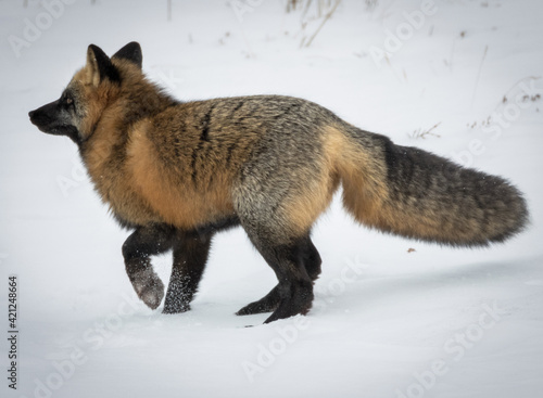 Red Fox (vulpes vulpes) on the snow, Churchill, Canada photo