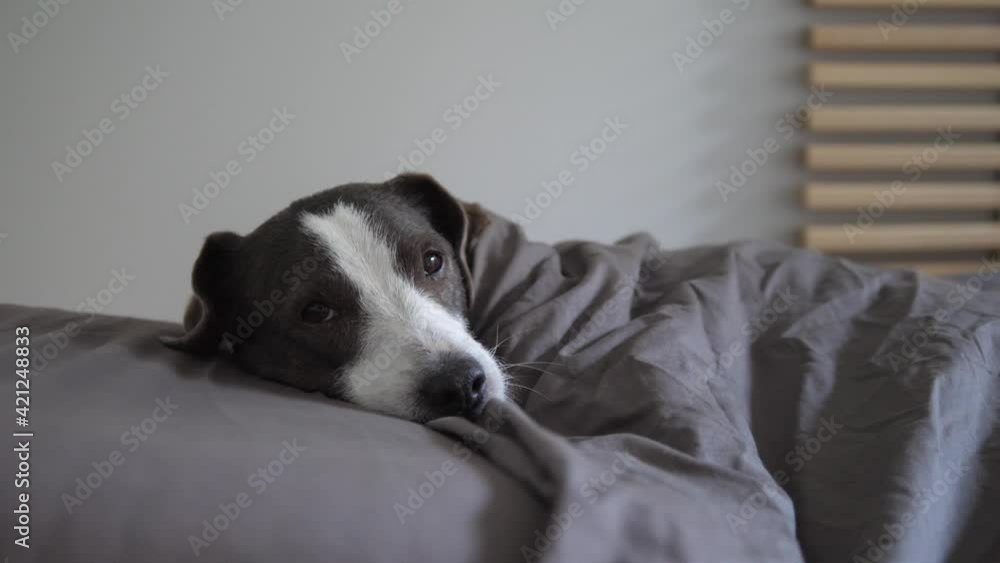 Sleepy doggy in bed under blanket in cold winter. Alone at home with pets during flu season Sleepy doggy in bed under blanket in cold winter. Alone at home with pets during flu season