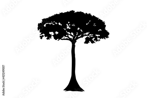 Kapok Ceiba pentandra tree illustration icon, rush, texture. Single tree outline on a white background. 