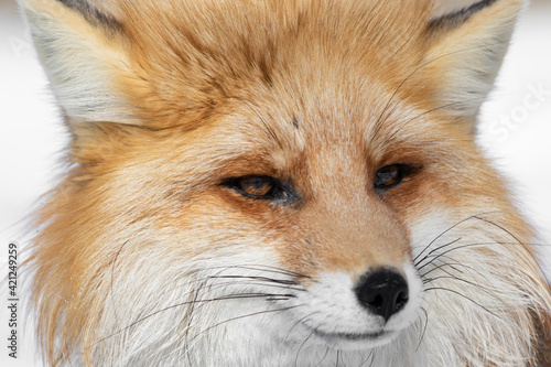 A very large portrait of a red fox with an expressive cunning look. A fox with a cunning snout looks past the camera. The animal looks to the right. High quality photo