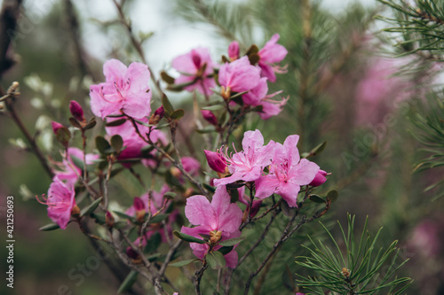 pink flowers in spring in the mountains